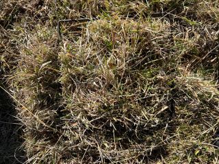 12 Embokki Fountain pre cut