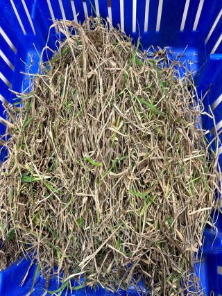 12 Embokki Fountain unsorted predry