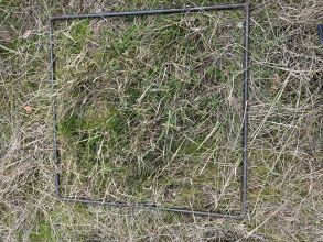 22 1 oaky cut 1 without stalk 1