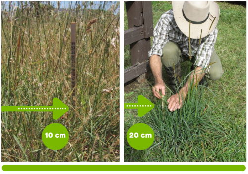 This graphic shows the first step in the pasture assessment process. It demonstrates how to place the ruler and where to measure to on the pasture plant.