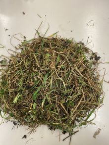 27 1 Europambela Whiterock unsorted predry