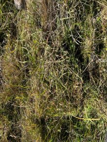 27 2 Rampsbeck Airstrip 7 pre cut