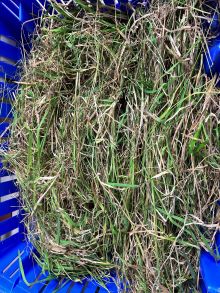 27 2 Rampsbeck Airstrip 7 unsorted pre dry