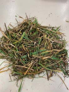 28 Woombi Pumpkin unsorted pre dry