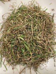 29 1 Ti Tree Springs Dam unsorted predry