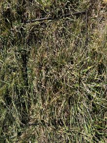 29 1 Ti Tree Springs pre cut