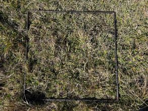 29 2 Bowmac Bull paddock pre cut