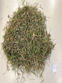 29 2 Bowmac Bull paddock unsorted pre dry