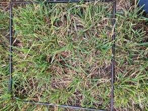 35 Rosevale 20 pre cut