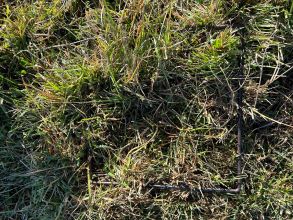 40 Cobrabald Bass pre cut