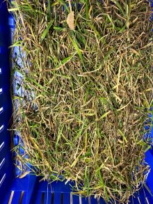 40 Cobrabald Bass unsorted pre dry