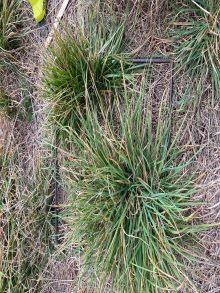 48 Yirri North Ricky pre cut