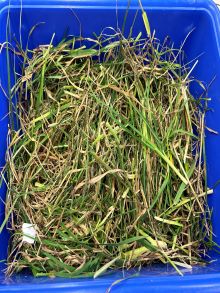 48 Yirri North Ricky unsorted pre dry