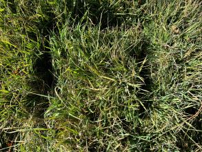 50 Abroi Pinetree precut