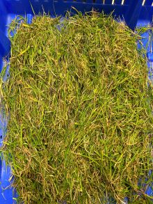 61 Boxley Bridge unsorted pre dry