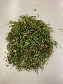 85 Garrawildi Airstrip unsorted predry