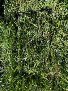 96 Eden Springs School precut