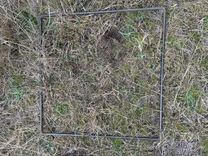 18% - cut 2 without litter, pre cut