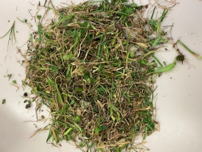 22% unsorted, pre dry