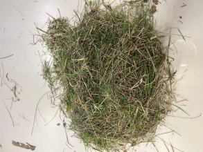 22%, cut 1 unsorted, pre dry