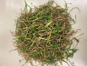 35% unsorted, pre dry