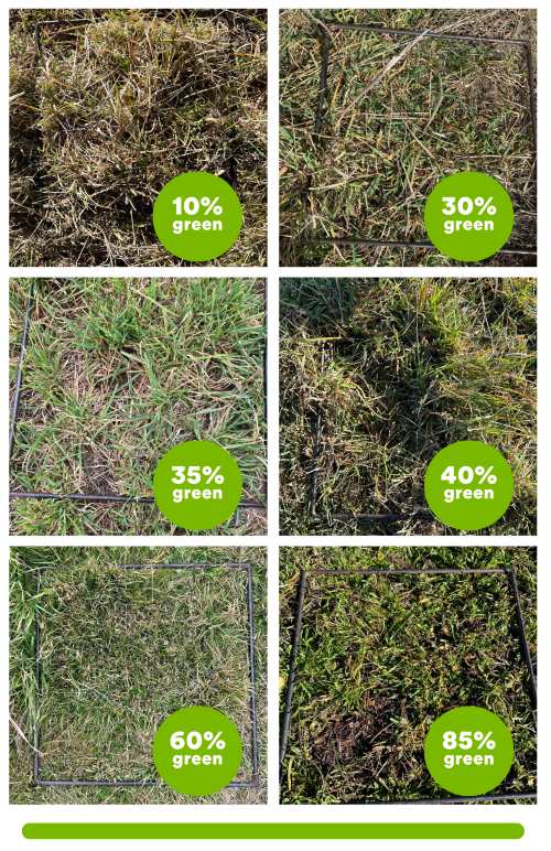 A table of various quadrat samples, with a green content ranging from 10% to 85%.