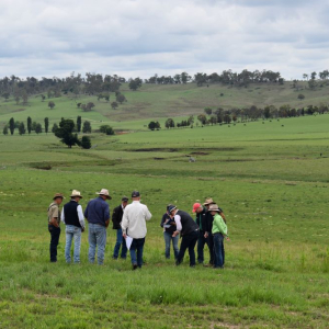 David Hardwick grazing Walcha